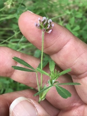 Trifolium bifidum