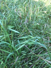 Bromus catharticus catharticus