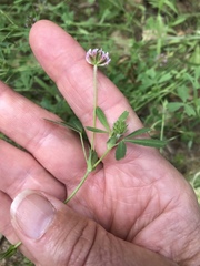 Trifolium bifidum