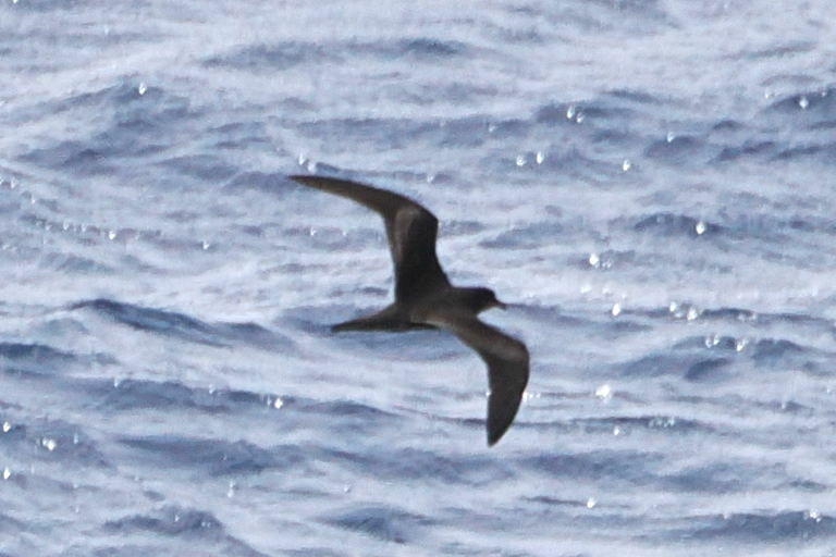 Bulwer's Petrel