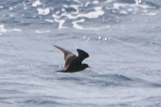 Bulwer's Petrel