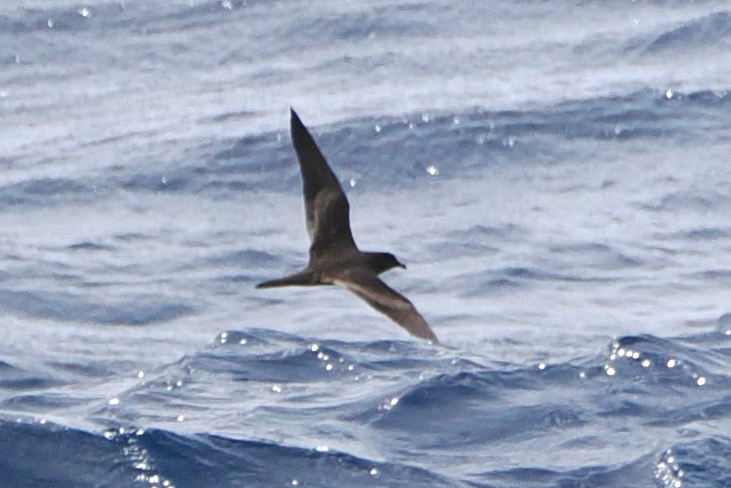 Bulwer's Petrel