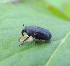Baridina
