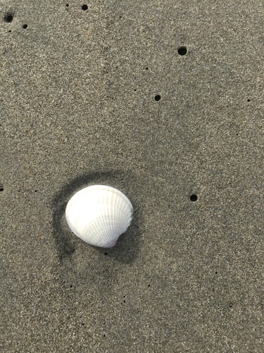 Austrovenus stutchburyi