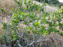 Magnoliopsida