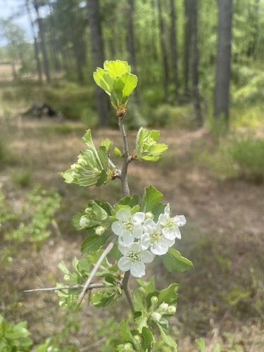 Crataegus pexa