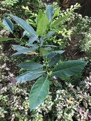 Artocarpus heterophyllus