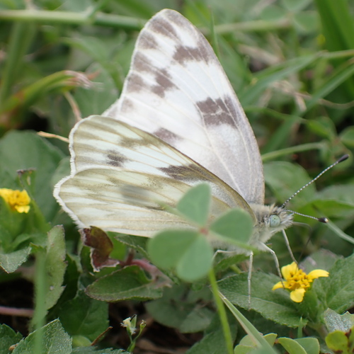 Checkered White photo 6