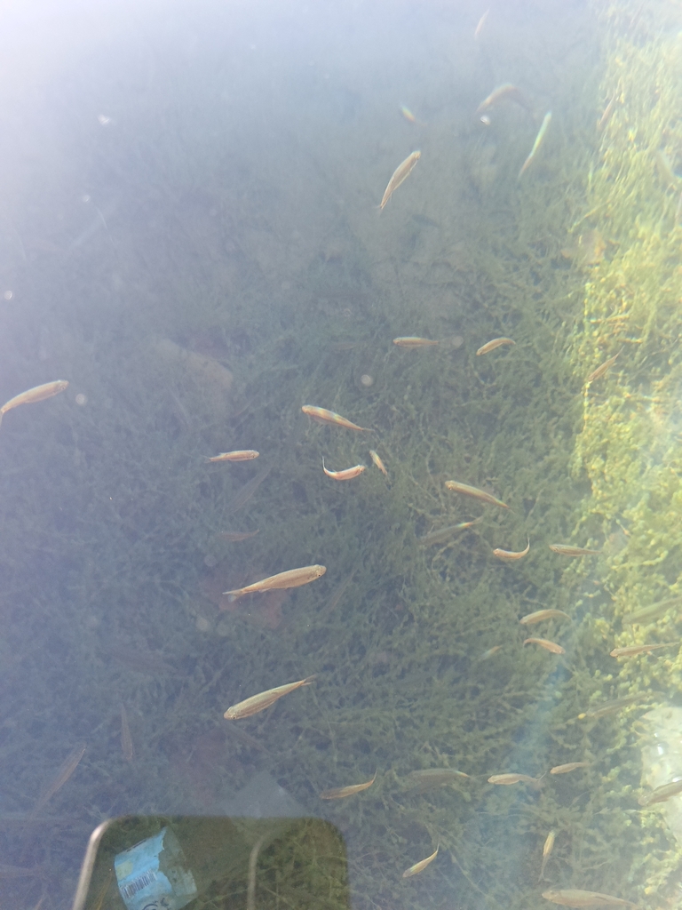 Calle minnow (Pseudophoxinus callensis) — Cyprinidae