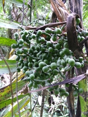 Chamaedorea linearis