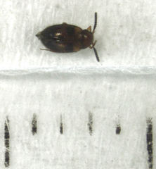 Alsobius