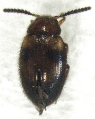 Alsobius