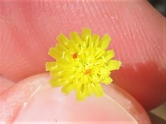 Malacothrix clevelandii