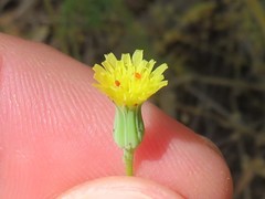 Malacothrix clevelandii