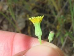 Malacothrix clevelandii