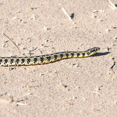 Lygophis anomalus