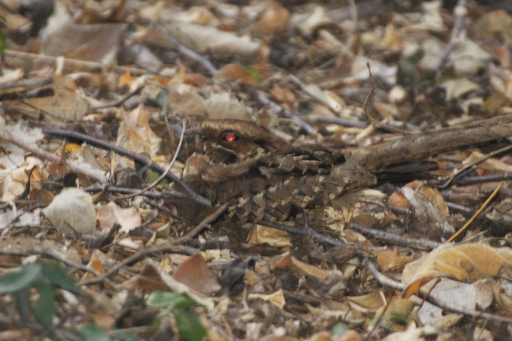 Common Pauraque (Tres Marías)
