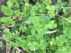 Marsilea macropoda