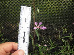 Clarkia delicata