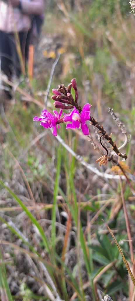 Epidendrum macrocyphum Kraenzl. 2