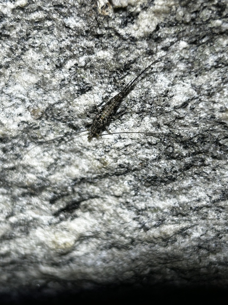 Jumping Bristletail from Chimney Rock , Lake Lure, NC, US on April 18 ...