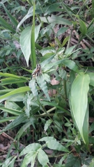 Orphulella concinnula