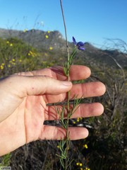 Heliophila linearis linearifolia