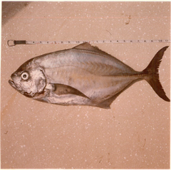 Uraspis