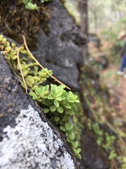 Peperomia berlandieri