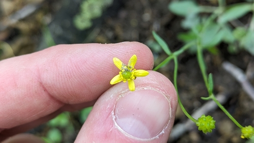 Image of Ranunculus harveyi by (c) Peyton Phelps, some rights reserved (CC BY)