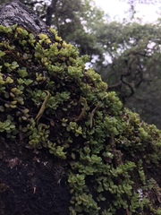 Peperomia berlandieri