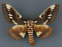 Citheronia splendens sinaloensis