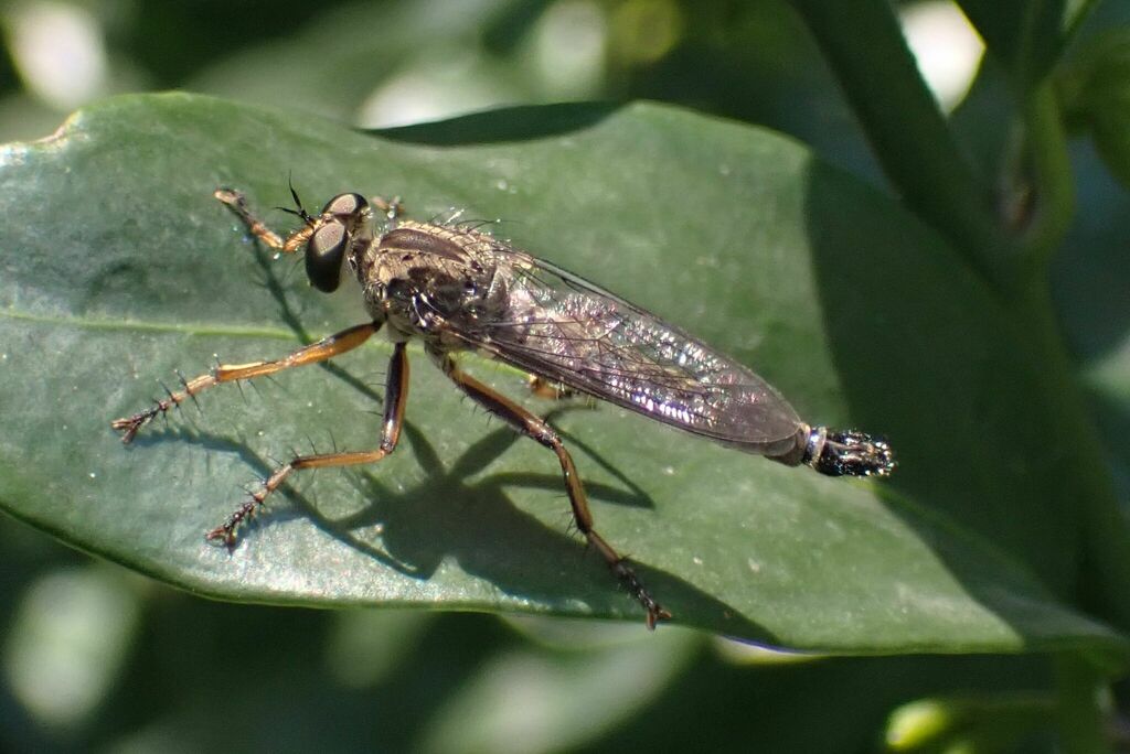 Garden Robber Fly from Ogies, 2230, South Africa on February 4, 2024 at ...