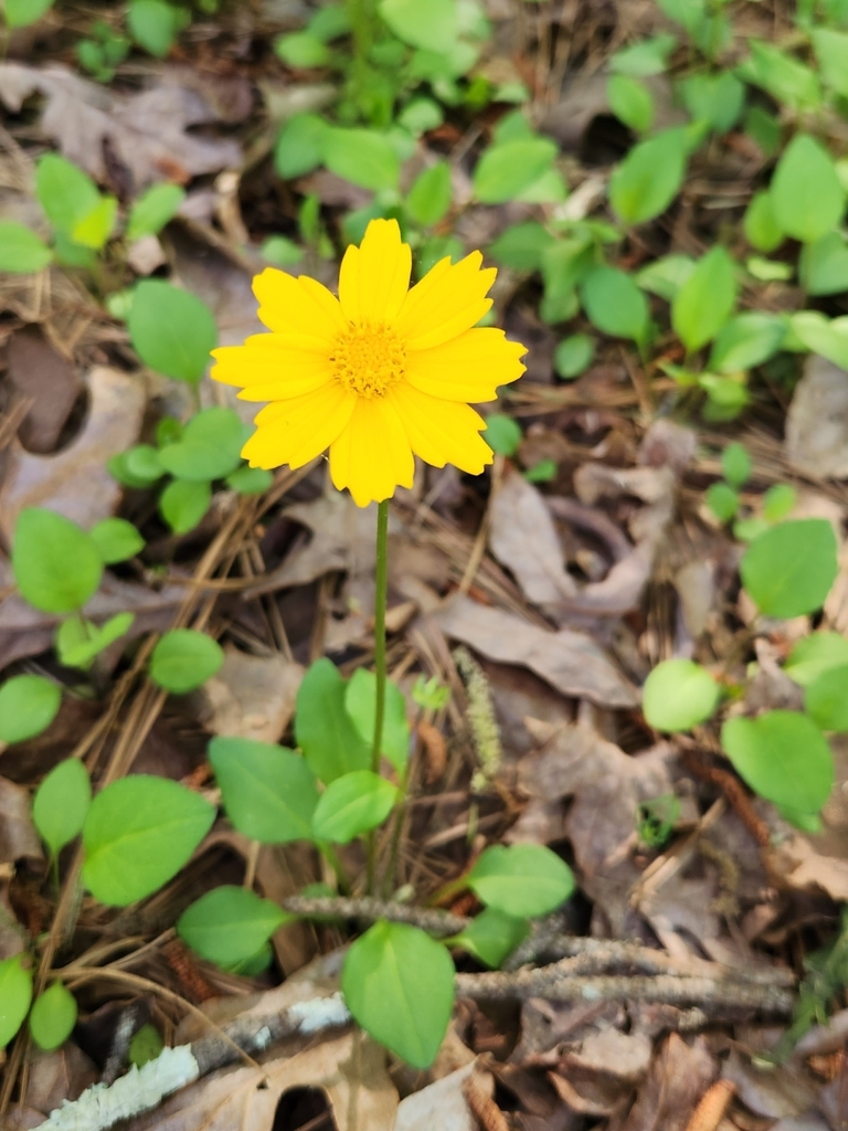 Coreopsis auriculata, LaGrange, GA 30240, USA