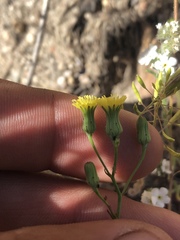 Malacothrix clevelandii