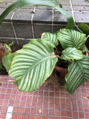 Goeppertia orbifolia