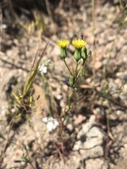 Malacothrix clevelandii