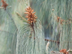 Pinus greggii