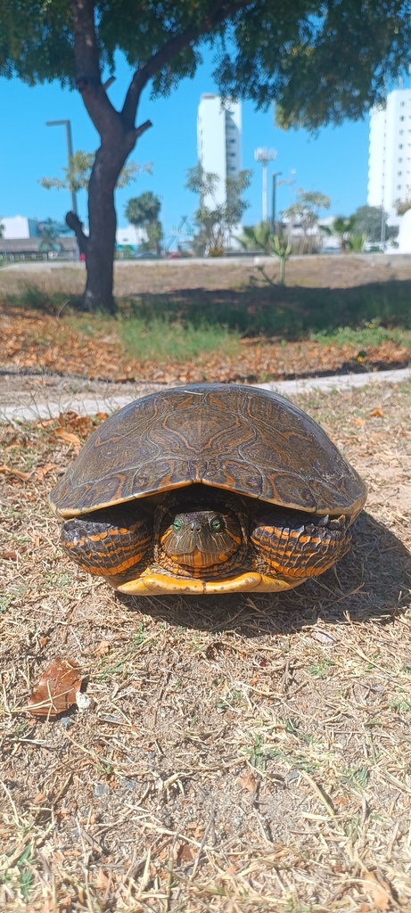 Ornate Slider in April 2024 by Eduardo Quintero 🌵 · iNaturalist