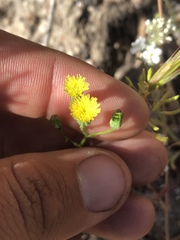 Malacothrix clevelandii