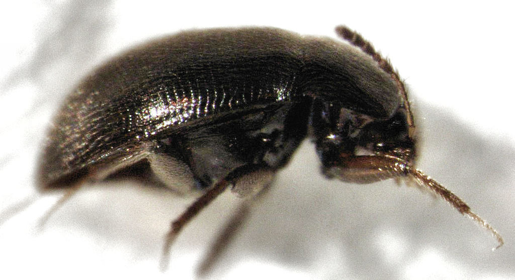 Agyrtodes monticola