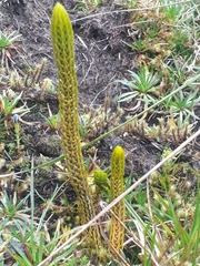 Phlegmariurus talpiphilus