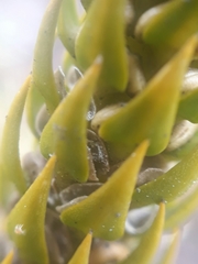 Phlegmariurus talpiphilus