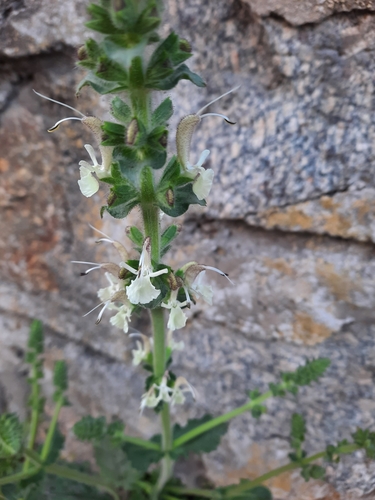 Image of Salvia revelata by (c) Iryna Mosiiash, some rights reserved (CC BY)
