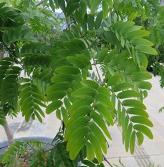 Gonopterodendron arboreum