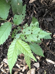 Xanthogaleruca luteola