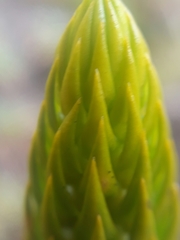 Phlegmariurus talpiphilus