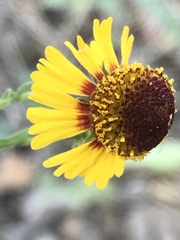 Helenium amphibolum