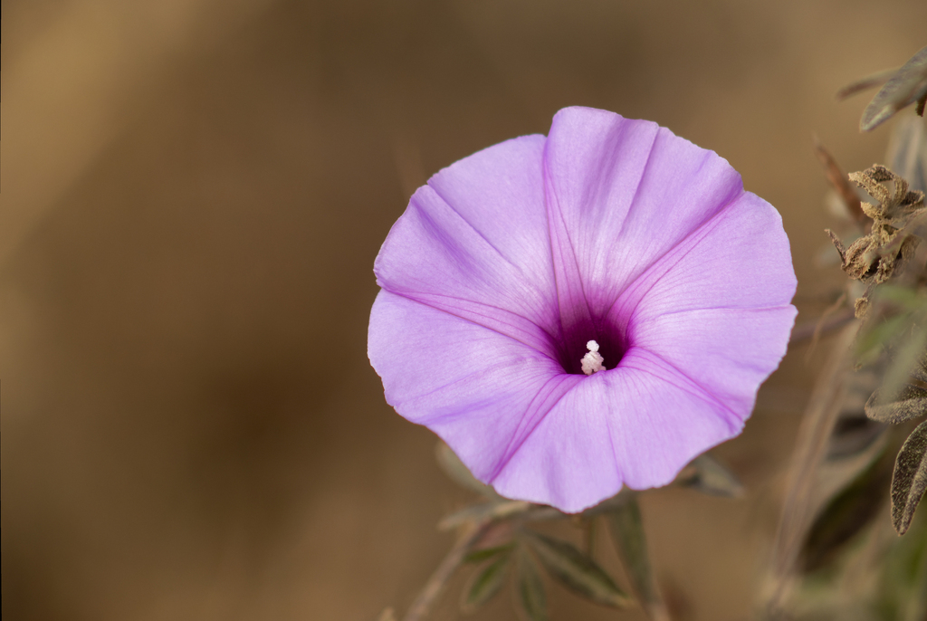 morning-glories from Cihuatlán, Jal., México on April 16, 2024 at 08:31 ...