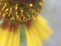 Helenium amphibolum